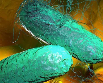 CDC попереджає про спалах стійкого до ліків черевного тифу в США