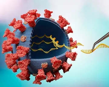 Нанопрепараты, «выключающие» геном SARS-CoV-2, — новое направление