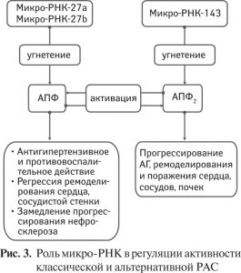 Ренин ангиотензиновая система схема