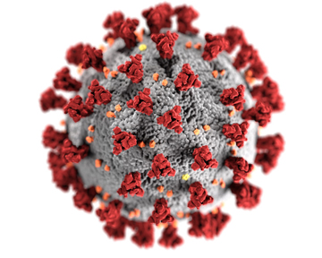 Сезонные коронавирусы могут усиливать ответ на SARS-CoV-2